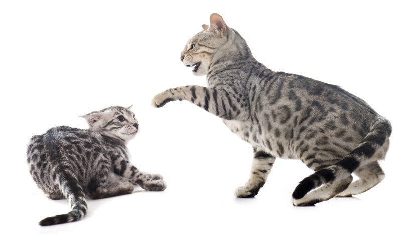 Katzentherapie wegen Aggressivität und Mobbing