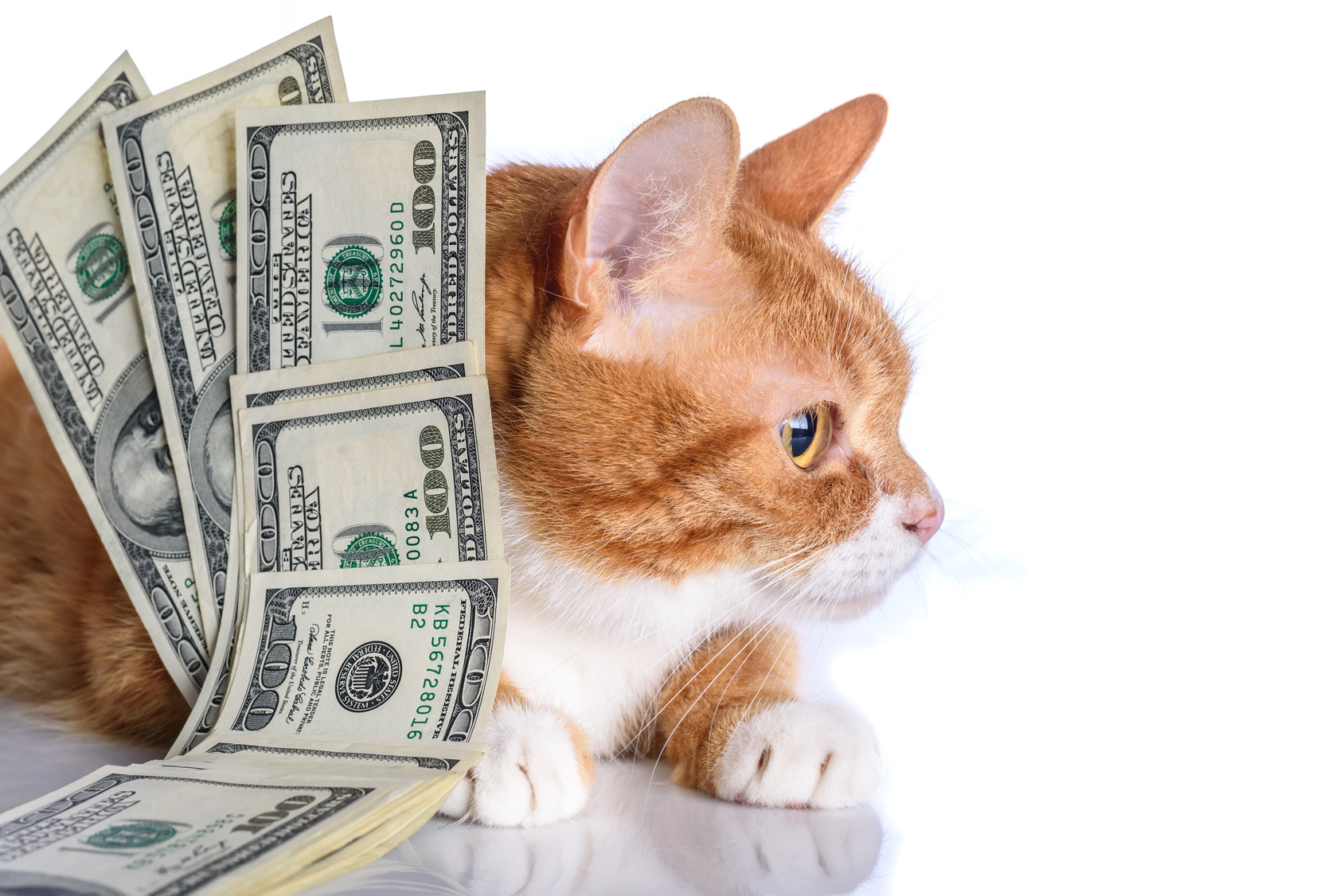 Strebermiezen Blog | Eine Katze kostet Geld