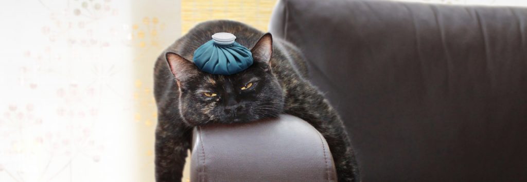 Strebermiezen Katzenblog - Katzenpsychologie