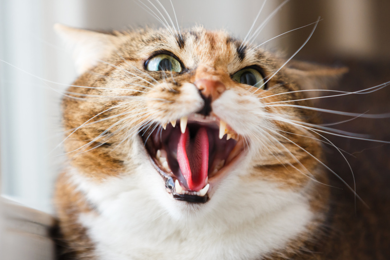 Katzentherapie wegen Angst und Aggresivität