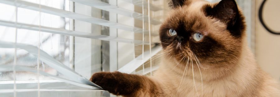 Katze allein Zuhause - Katzenpsychologie