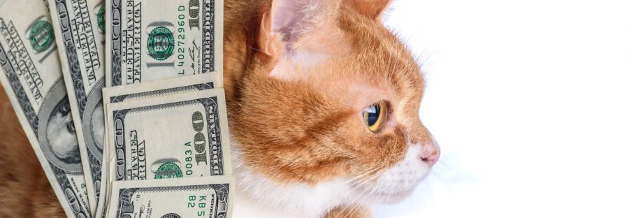Strebermiezen Blog | Eine Katze kostet Geld