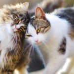Strebermiezen Katzenblog | Katze oder Kater