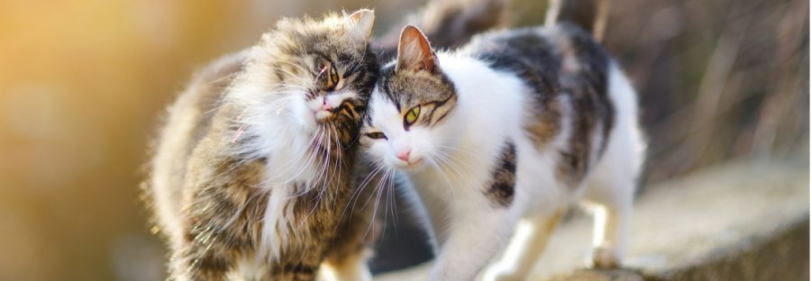 Strebermiezen Katzenblog | Katze oder Kater